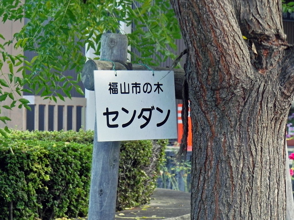 センダンの木