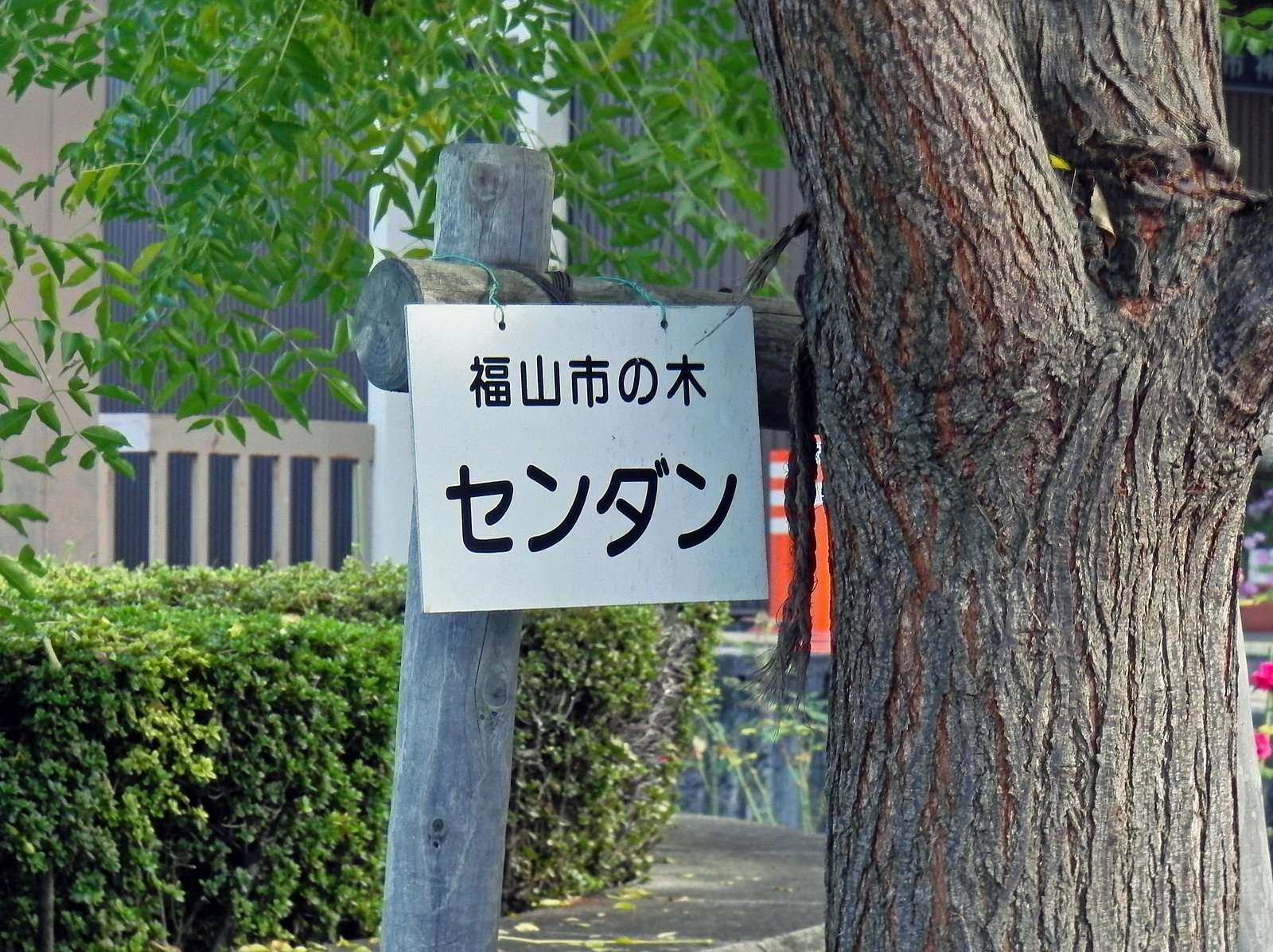 センダンの木