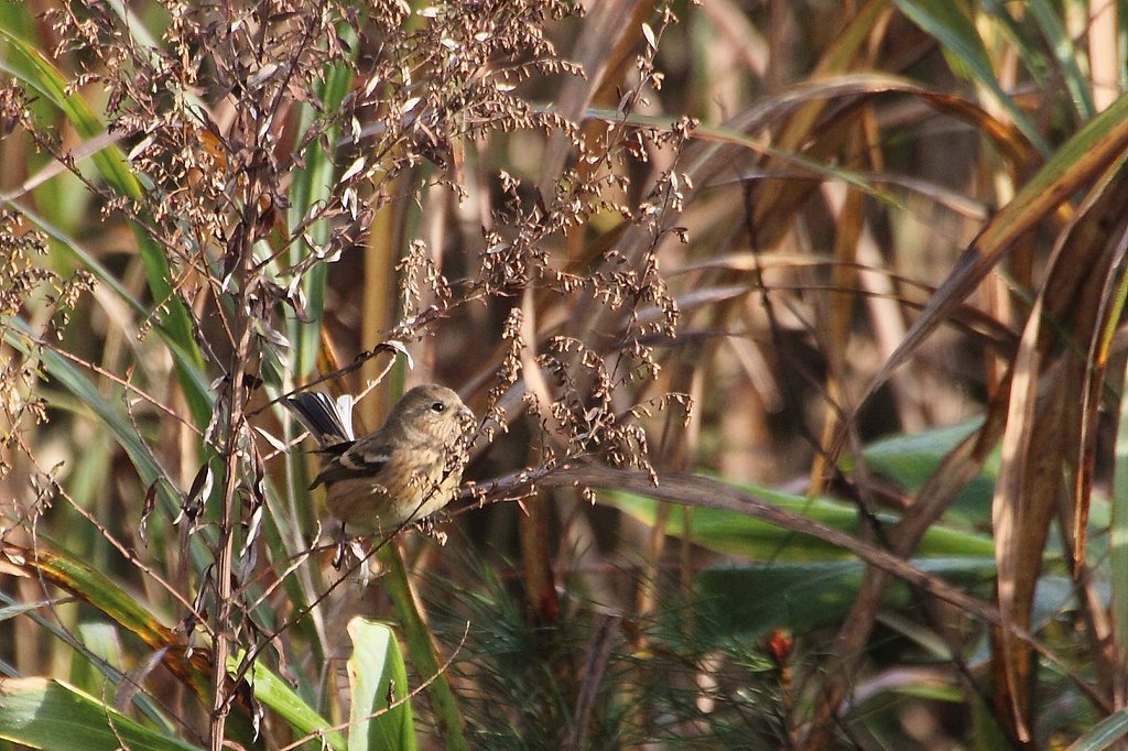 ベニマシコ♀