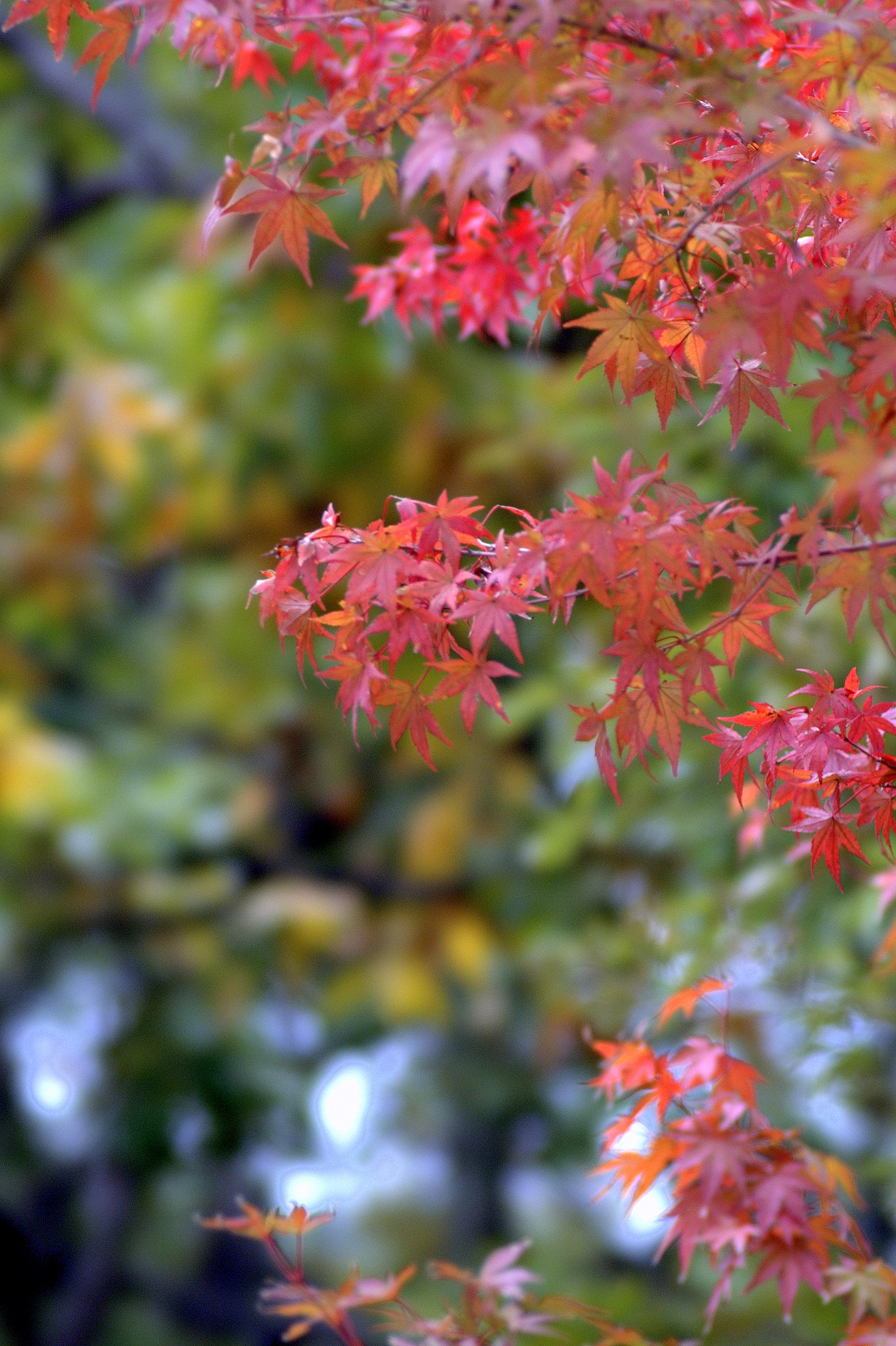 紅葉・イミテーション版