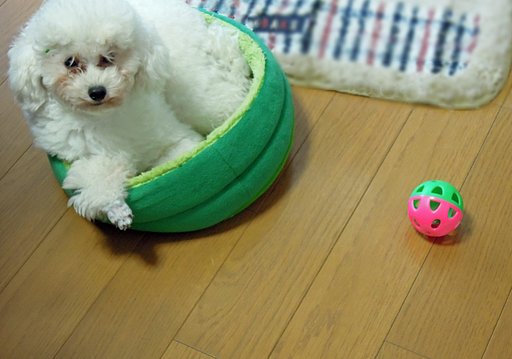 【紅】　偶然の色あわせ