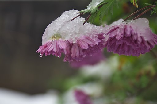 菊に冠雪が・・