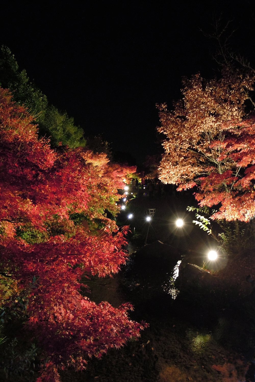 【逆光】　紅葉