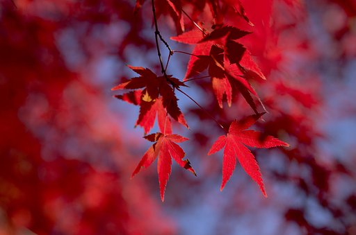 紅い世界
