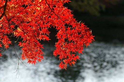 後楽園の紅葉