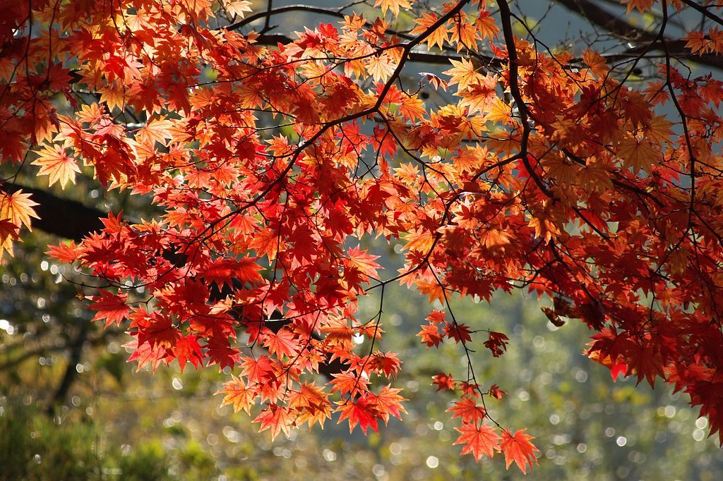 輝く紅葉