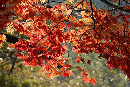 輝く紅葉
