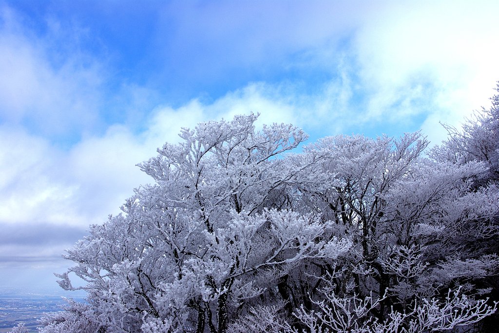 樹氷