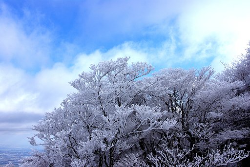 樹氷