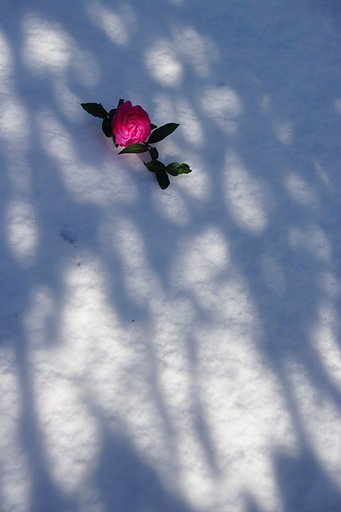 山茶花をそえて