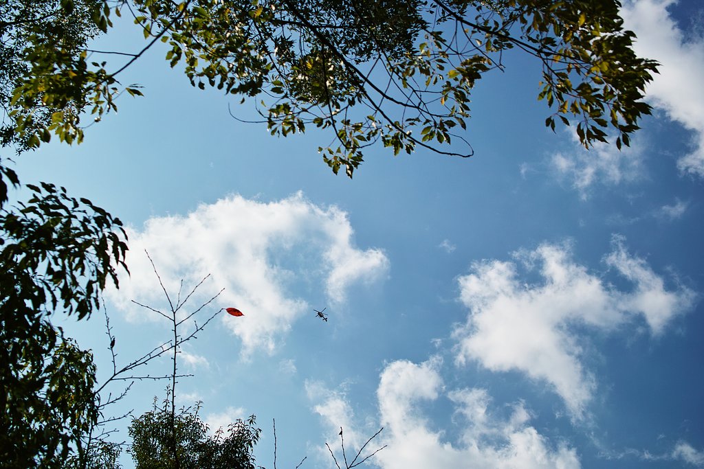 紅葉１枚　トンボ一匹　秋の空