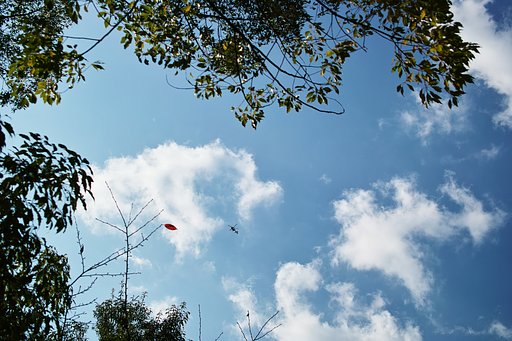 紅葉１枚　トンボ一匹　秋の空