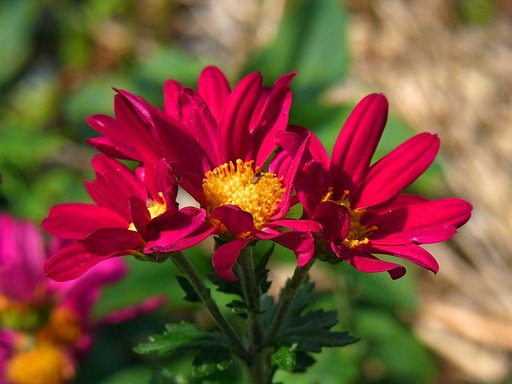 【紅】色の菊
