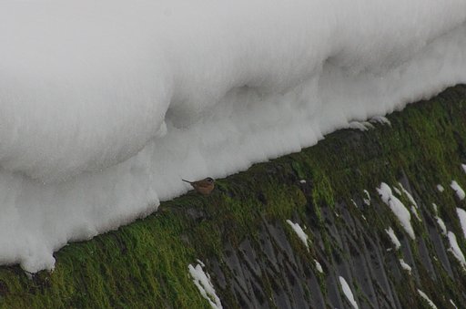 大雪の下にホオジロらしき・・
