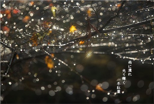 「わびさび」　12月の雨