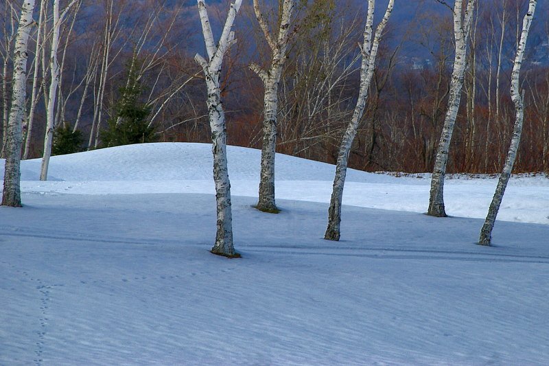 蒼い雪面に白樺