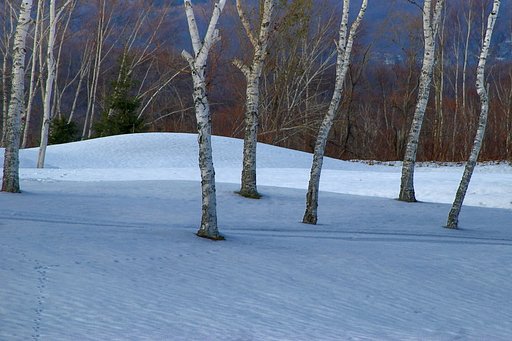 蒼い雪面に白樺