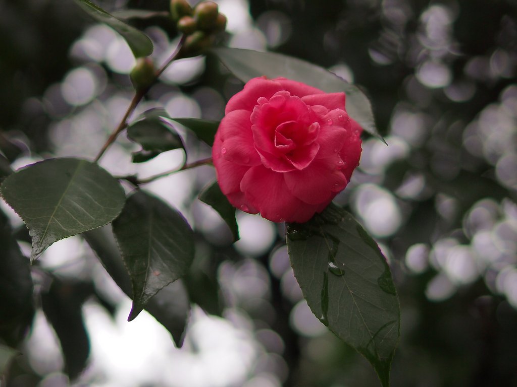 【わびさび】冷たい雨