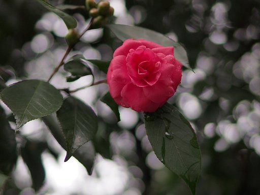 【わびさび】冷たい雨