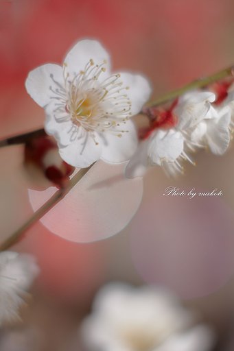 梅と遊ぶ・・・