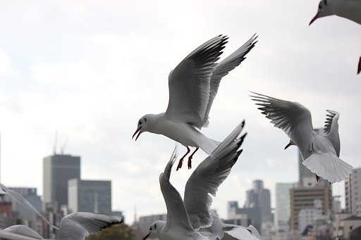 ユリカモメの街