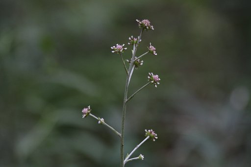 ノブキの花