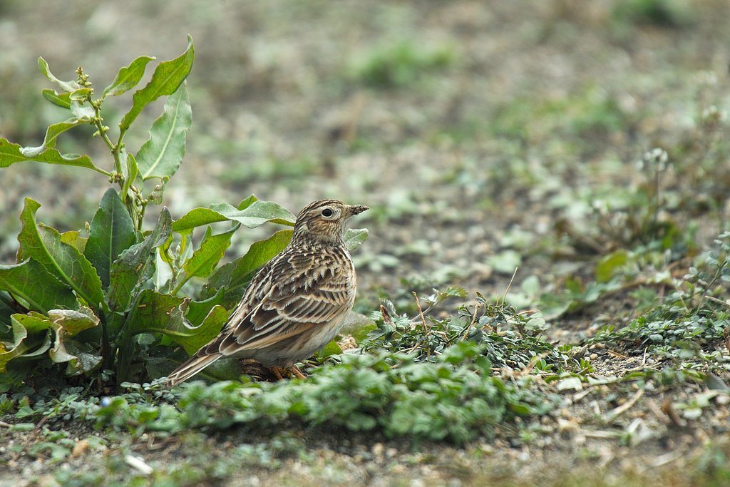 タヒバリ