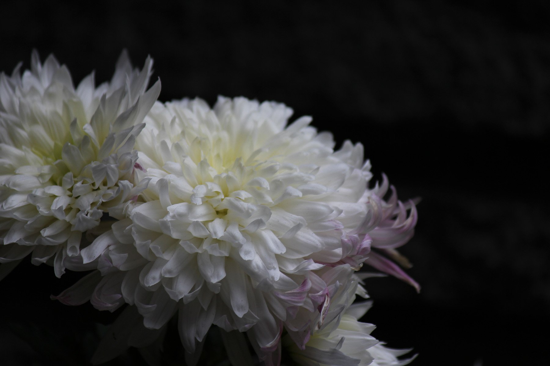 二月咲きの菊の花