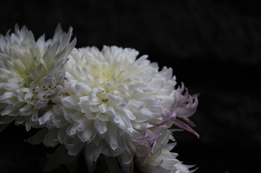 二月咲きの菊の花