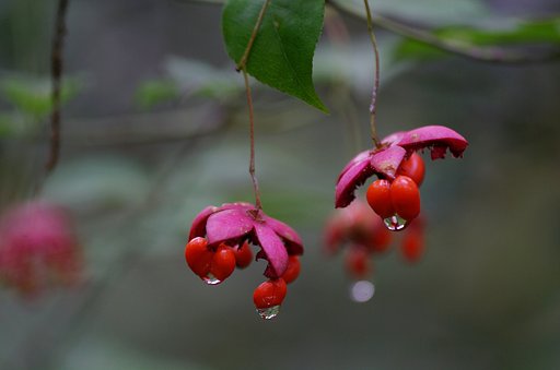 【紅】 吊り花