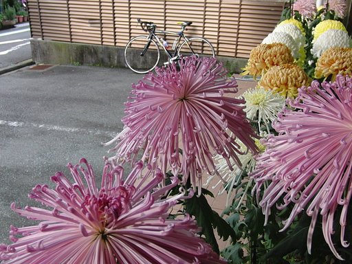 菊花の向うに