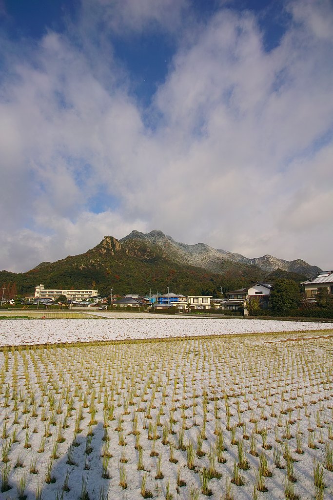 今朝の雪