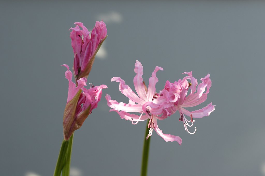 ネリネ開花