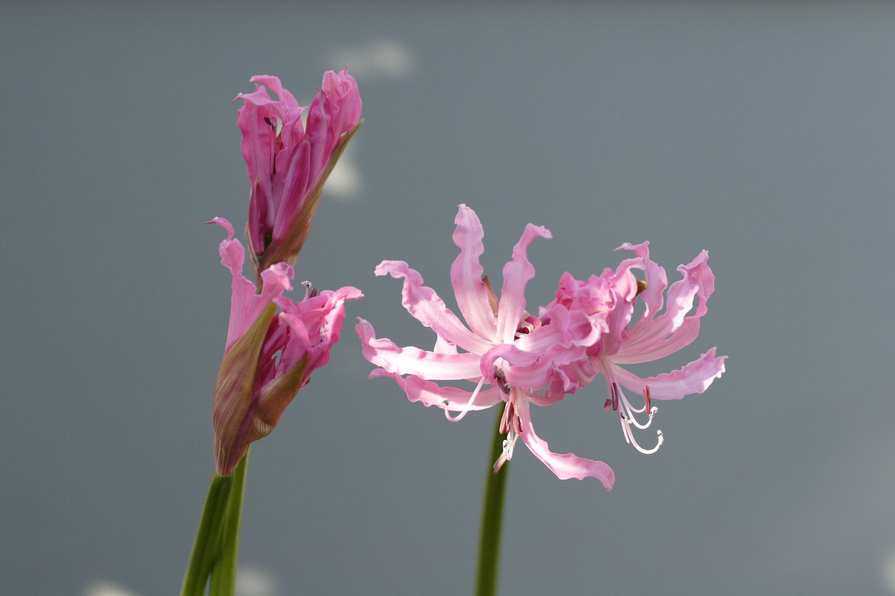 ネリネ開花