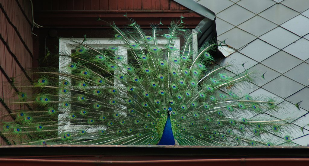 Peacock
