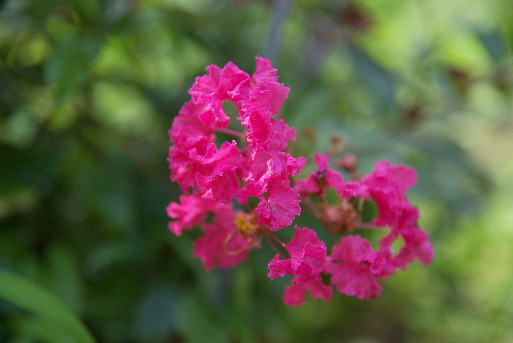 百日紅が咲き始めました。