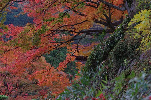紅葉の善峰寺
