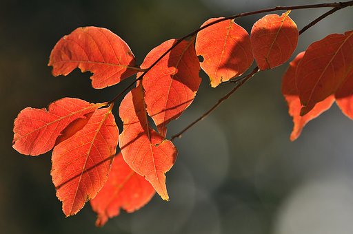 夏椿【紅】葉