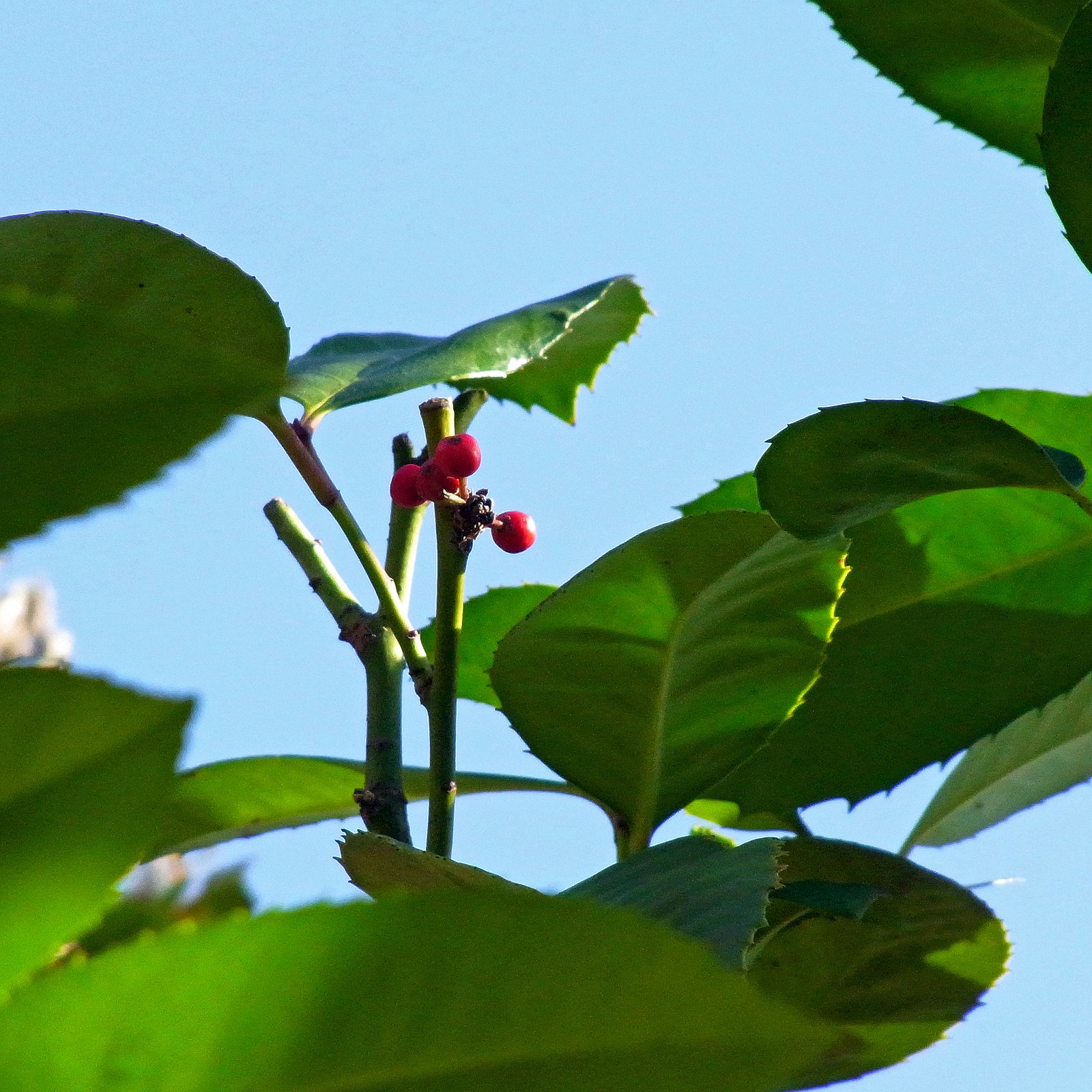 ポチッと【紅】