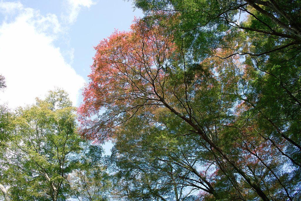 見上げる紅葉（もみじ）