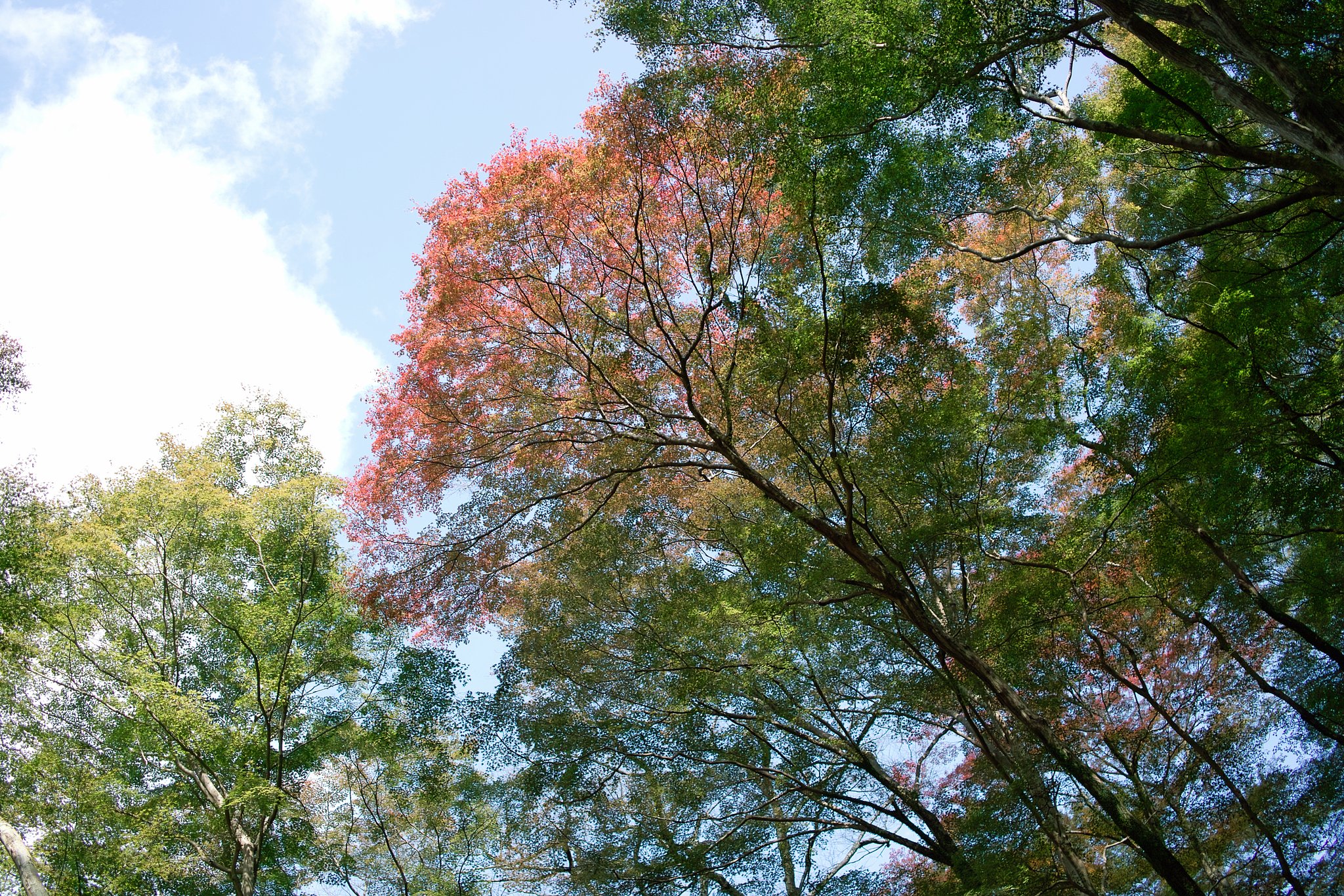 見上げる紅葉（もみじ）