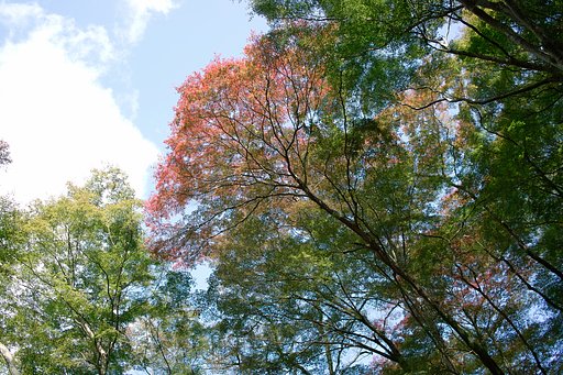 見上げる紅葉（もみじ）