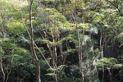 紅葉（モミジ）の絶壁