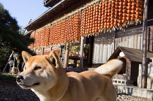 【紅】　おい　俺を見ろ！