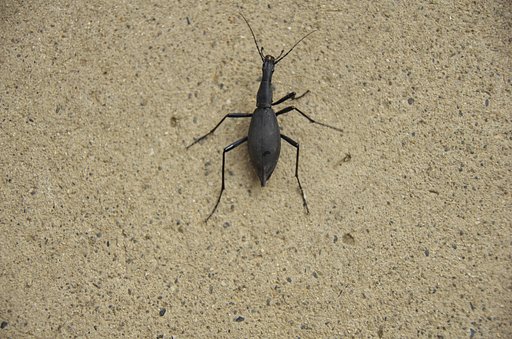 変な形の昆虫が・・。