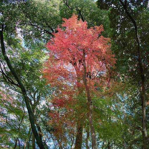 紅一点