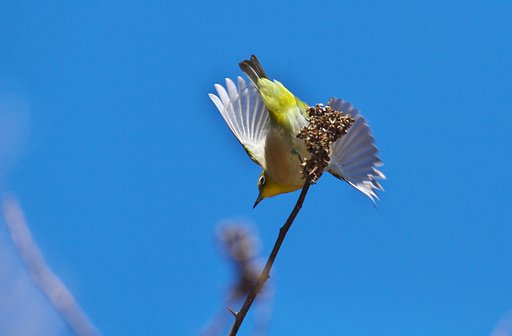 飛立ち