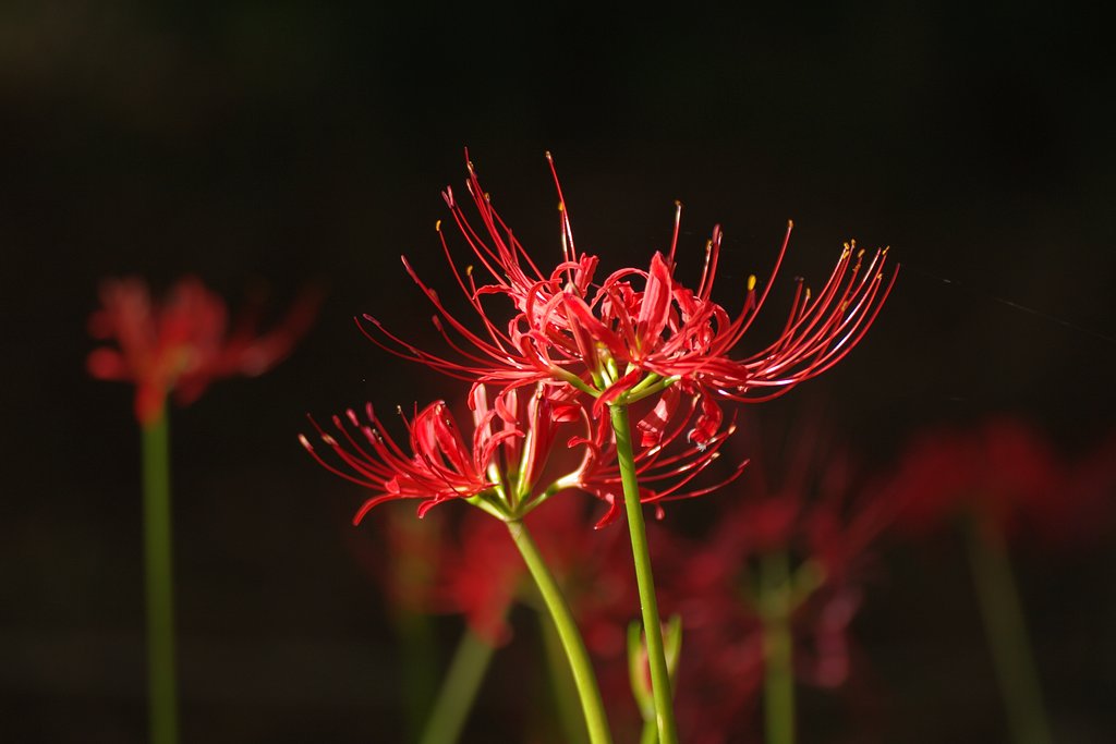 曼珠沙華妖艶