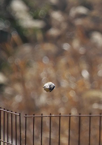 モズのバック飛行