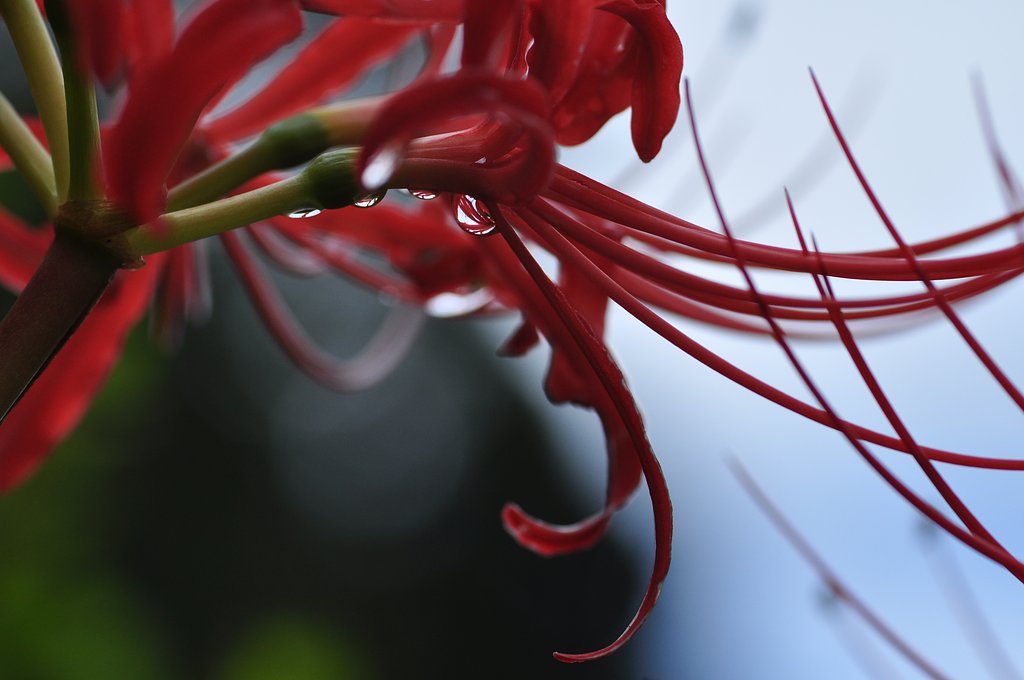 彼岸花